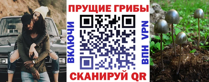Купить закладки Качканар Галлюциногенные грибы GOLDEN TEACHER