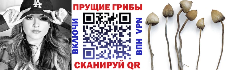Псилоцибиновые грибы GOLDEN TEACHER Качканар